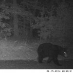 Bear at Night on Glassy Mountain