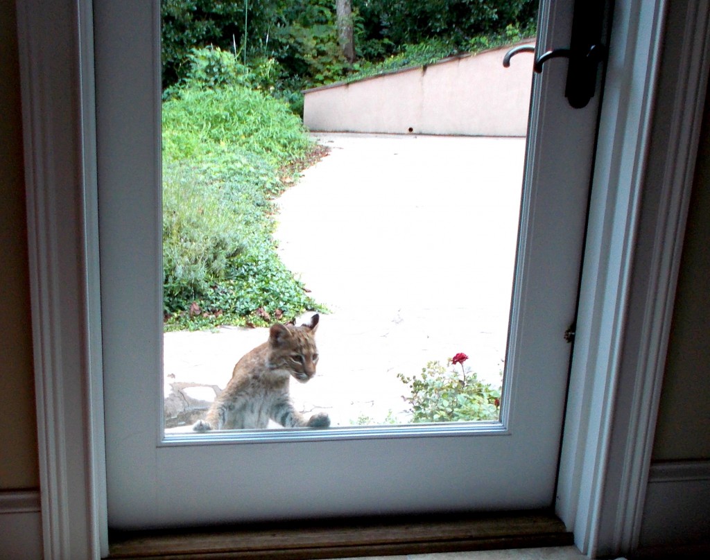 Bobcat kit