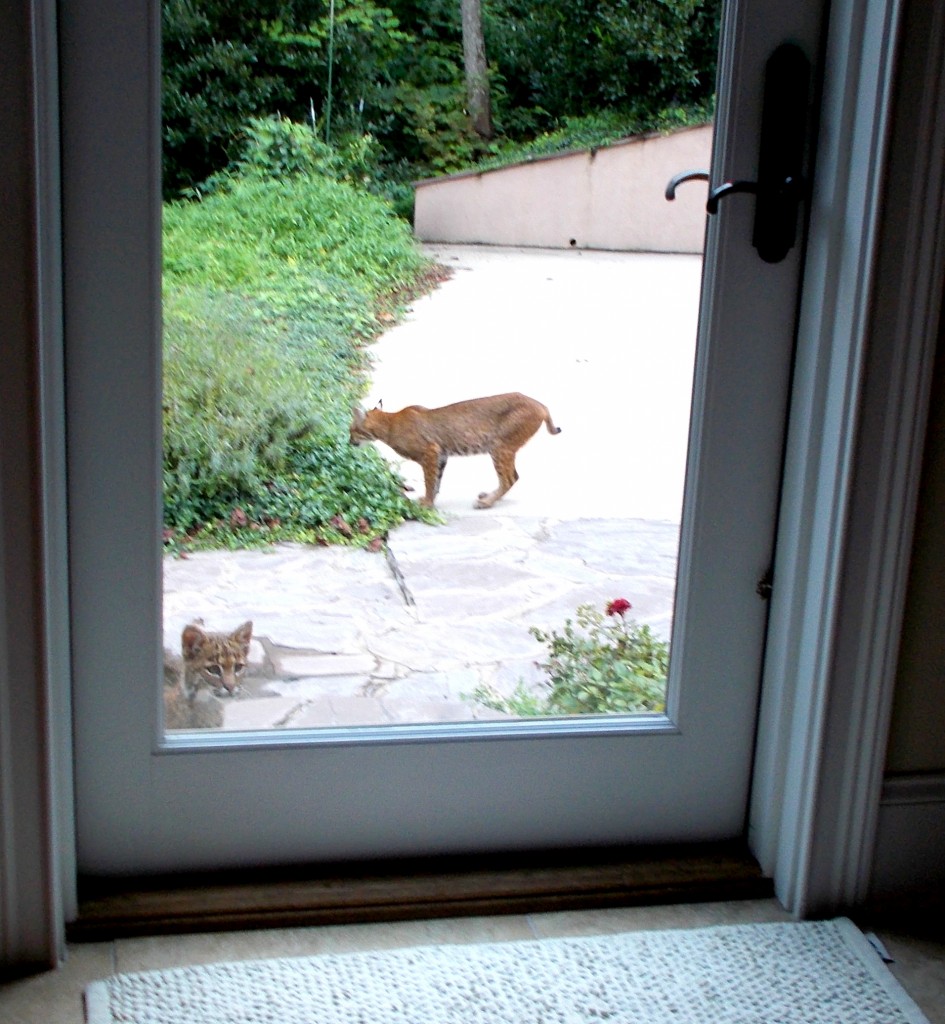 Bobcat mother and kit