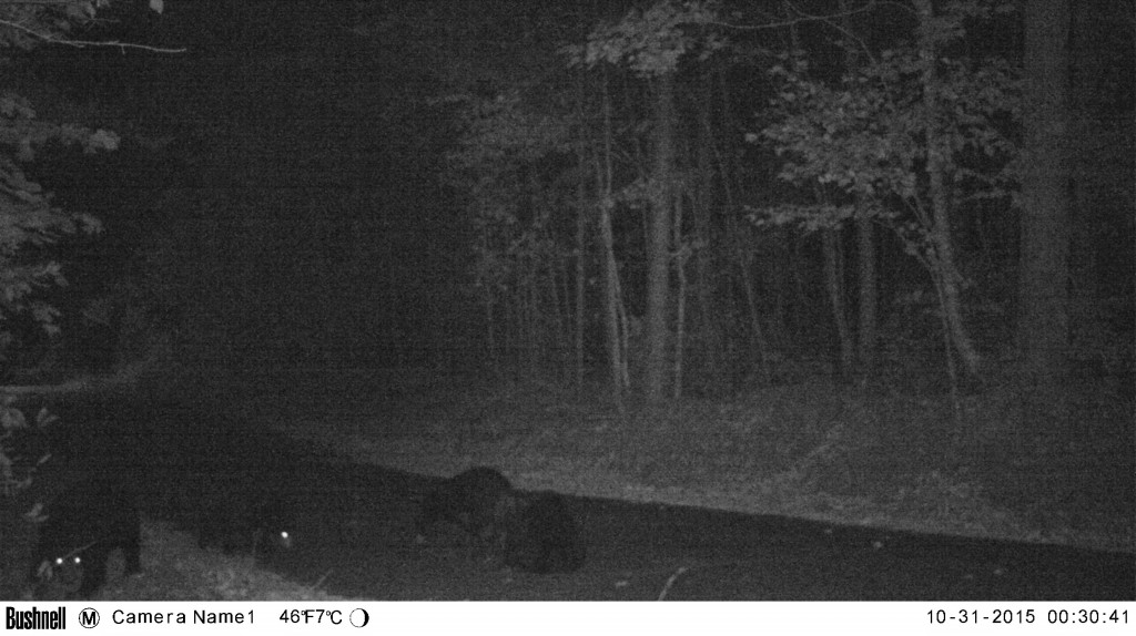 Four Bears on Glassy Mountain 2