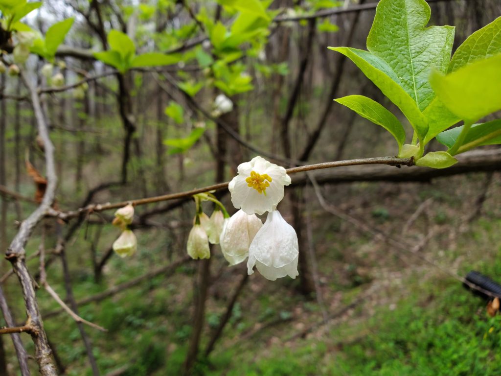 Carolina Silverbells