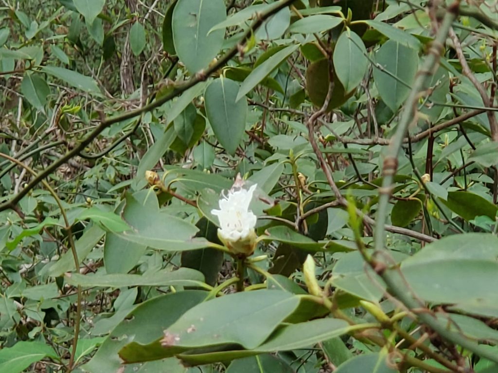 Rhododendron